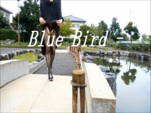 Pájaro azul